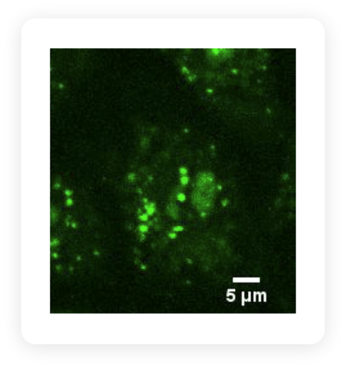Proofs | LEAD BIOTHERAPEUTICS